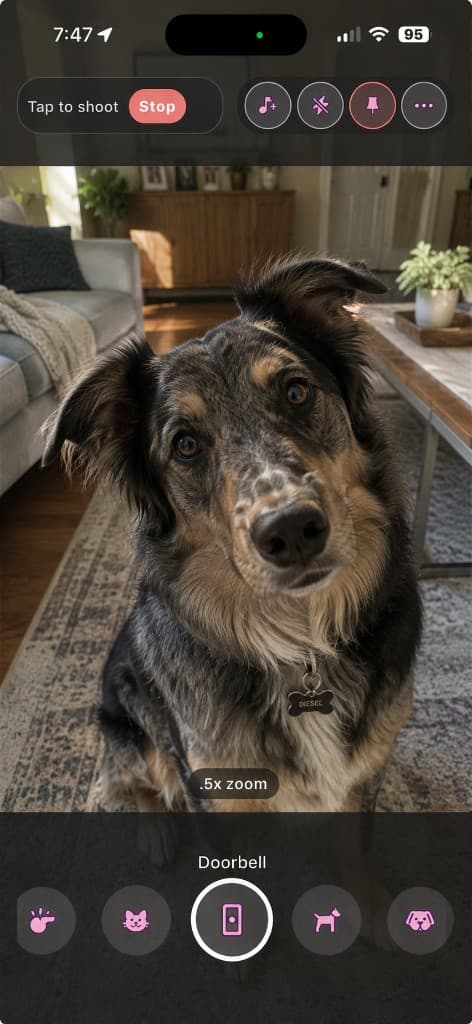 PawShot camera armed to shoot, an australian shepherd tilting its head indoors
